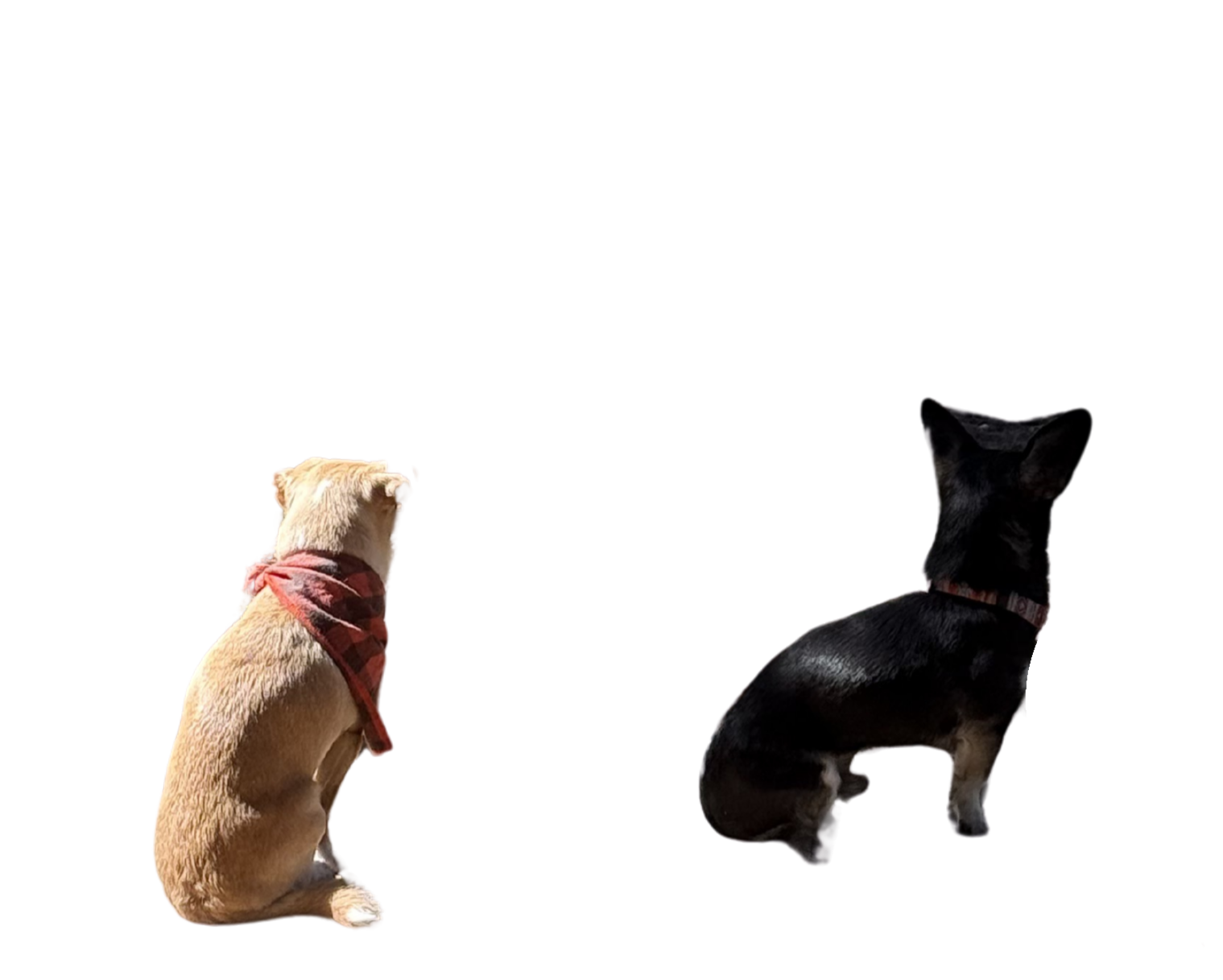 George and Arthur the chihuahuas sitting with their backs to the camera, looking off into the distance