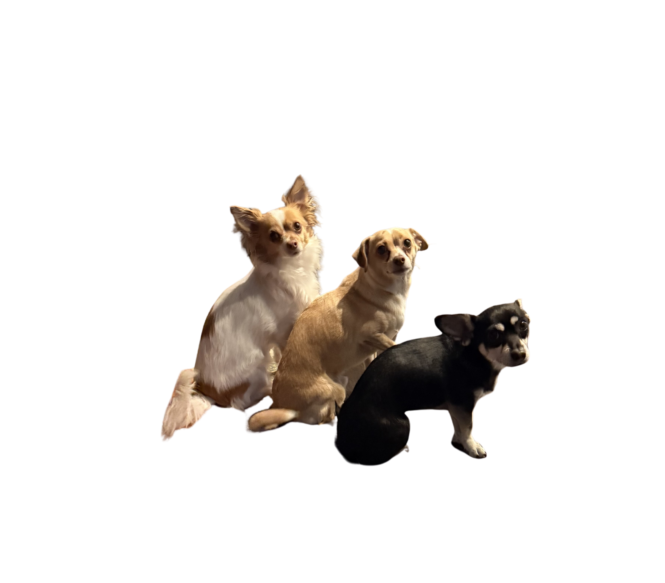 Carl, George, and Arthur — three chihuahuas posed together, ready to deliver opinions