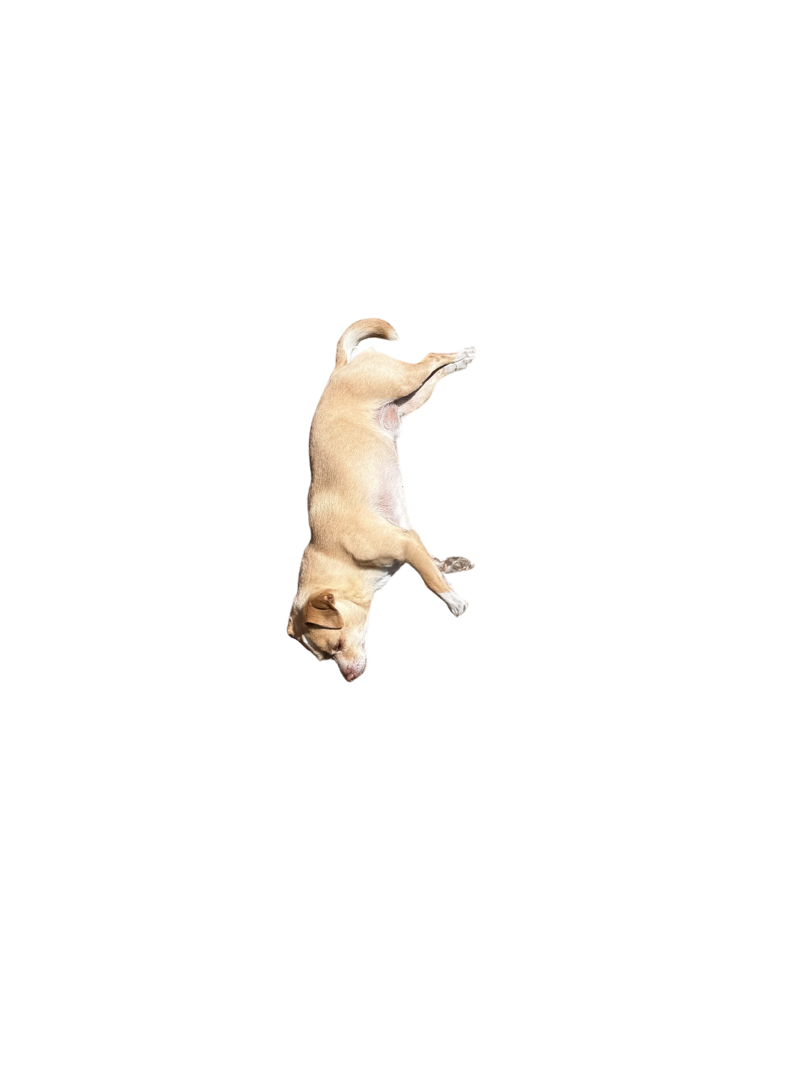 George the tan chihuahua flopped on his side in pure relaxed bliss