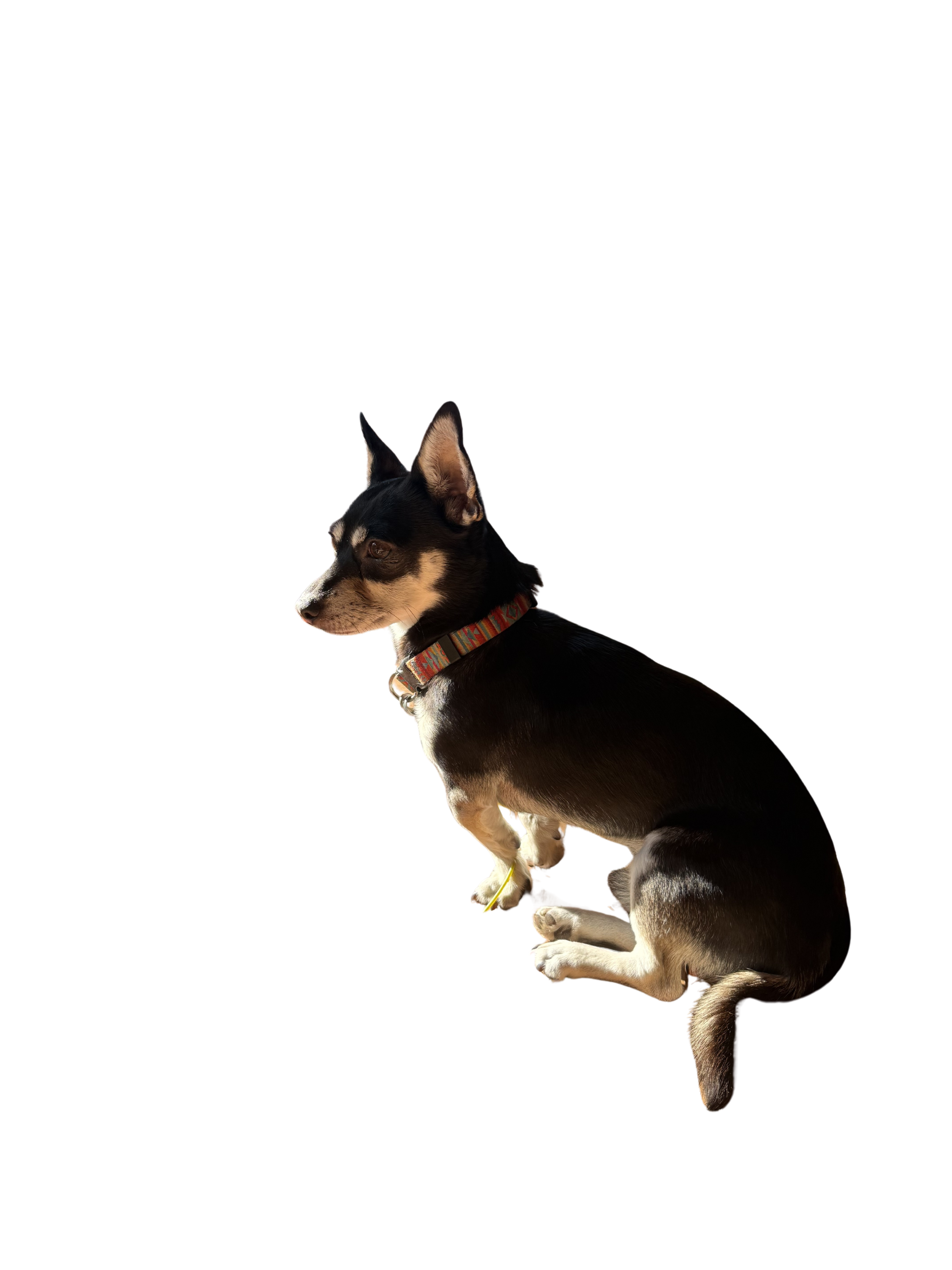 Arthur the black chihuahua in dramatic side-light, looking off thoughtfully