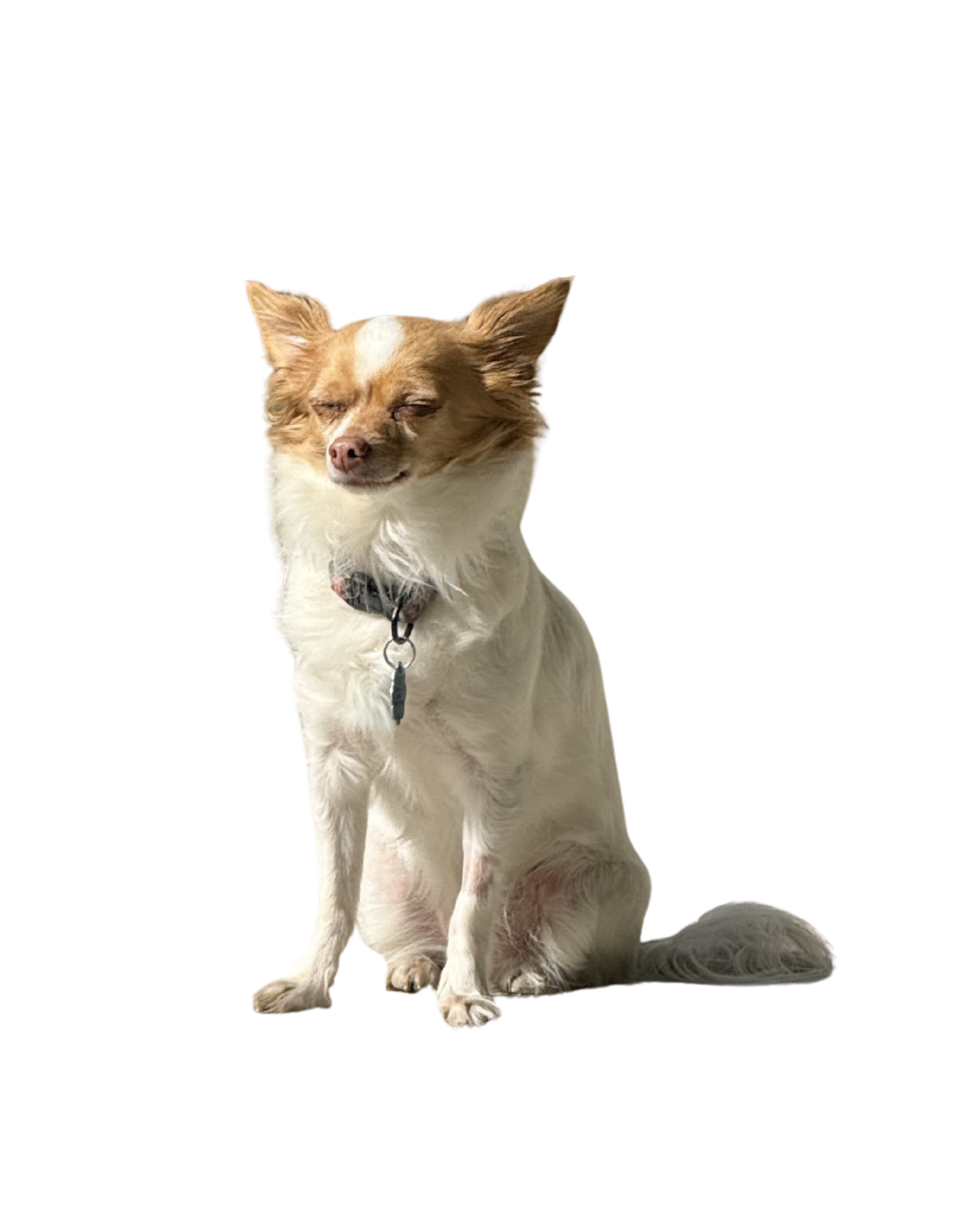 Carl the fluffy chihuahua squinting skeptically in the sun